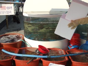 2008_09202008Korea0073