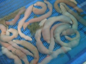 2008_09202008Korea0110